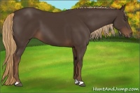 Horse Color:Liver Chestnut 