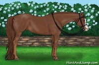 Horse Color:Chestnut Splash 