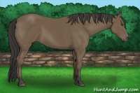 Horse Color:Buckskin 