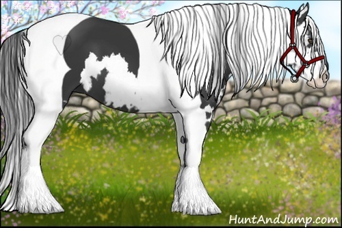 Horse Color:Black Splash Tobiano Frame