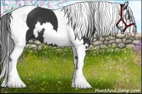 Horse Color:Black Splash Tobiano Frame 