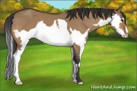 Horse Color:Bay Dun Splash Frame