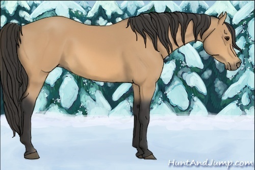 Horse Color:Buckskin Rabicano