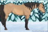 Horse Color:Buckskin Rabicano