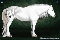 Horse Color:Liver Chestnut Appaloosa 