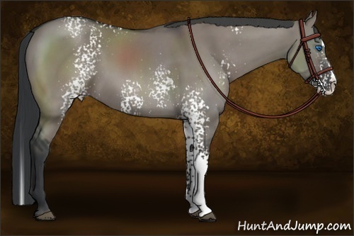 Horse Color:White Spotted Grullo Splash Rabicano 