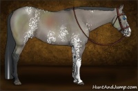 Horse Color:White Spotted Grullo Splash Rabicano