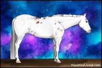 Horse Color:Bay Sabino 