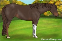 Horse Color:Liver Chestnut 