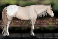 Horse Color:Brown Pearl Appaloosa Rabicano Brindle
