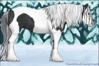 Horse Color:Black Splash Tobiano 