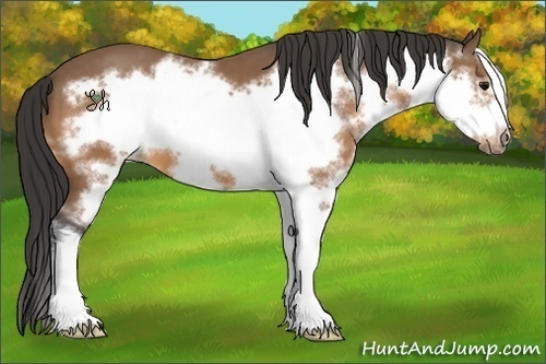 Horse Color:Bay Sabino Splash Frame