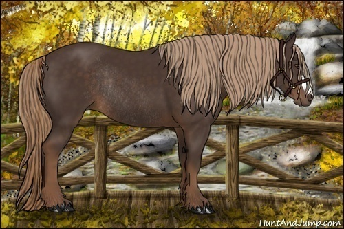 Horse Color:Liver Chestnut Rabicano