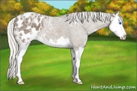 Horse Color:Silver Smoky Black Ice Sabino Splash Appaloosa 