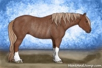 Horse Color:Chestnut Rabicano 