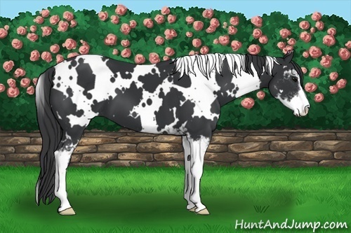 Horse Color:White Spotted Black Sabino 