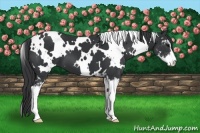 Horse Color:White Spotted Black Sabino