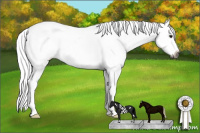Horse Color:Gray White Spotted Silver Bay Roan Dun Appaloosa 