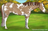 Horse Color:White Spotted Red Dun Splash 