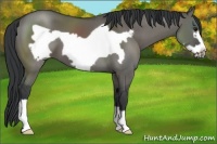 Horse Color:Grullo Frame 