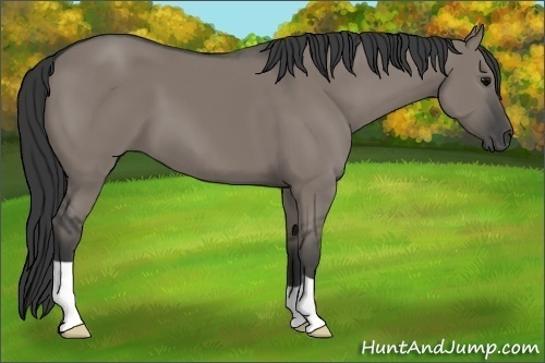 Horse Color:Grullo 