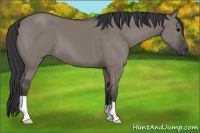 Horse Color:Grullo