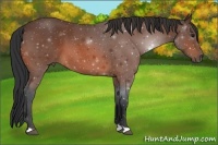 Horse Color:Bay Roan 
