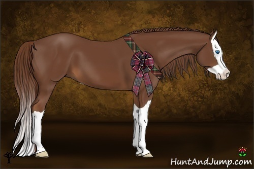Horse Color:Chestnut Splash 