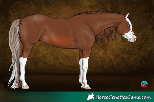Horse Color:Chestnut Splash