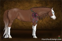 Horse Color:Chestnut Splash 