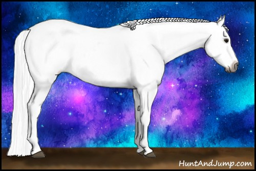 Horse Color:Gray Bay Appaloosa 