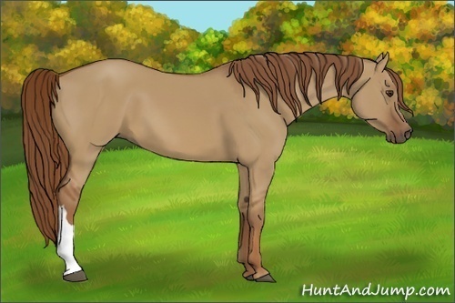 Horse Color:Unknown 