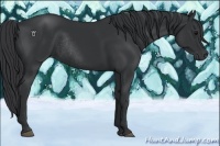 Horse Color:Black Rabicano