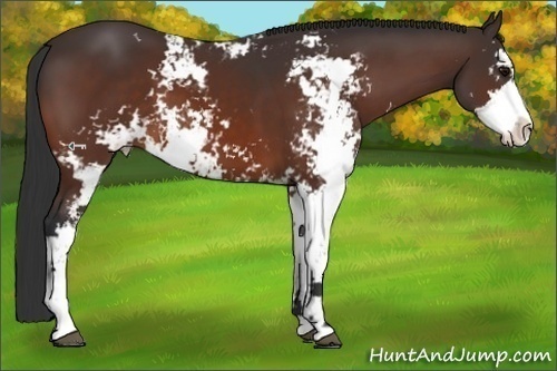 Horse Color:Bay Sabino 