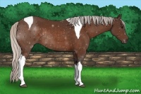 Horse Color:Silver Bay Tobiano Rabicano 