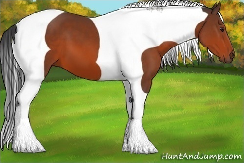 Horse Color:Bay Tobiano 