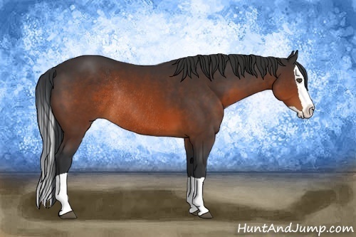Horse Color:Brown Splash Rabicano 