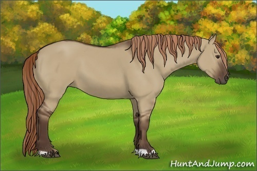 Horse Color:Liver Red Dun