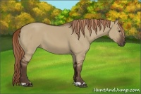 Horse Color:Liver Red Dun 