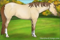 Horse Color:Bay Pearl Dun