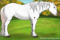 Horse Color:Liver Chestnut Sabino Appaloosa 