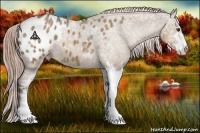 Horse Color:Liver Red Dun Ice Sabino Appaloosa 