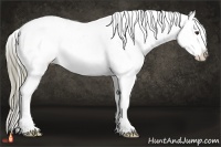 Horse Color:Liver Chestnut Sabino Appaloosa 