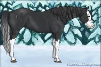 Horse Color:Black Splash