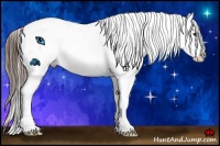 Horse Color:Liver Chestnut Appaloosa Rabicano 