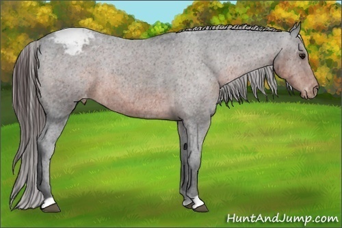 Horse Color:Brown Appaloosa Rabicano 