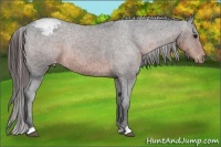 Horse Color:Brown Appaloosa Rabicano