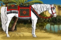 Horse Color:Silver Bay Roan Dun Splash Frame Appaloosa Rabicano