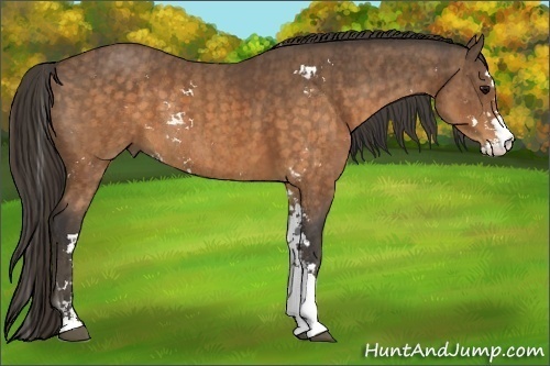 Horse Color:Buckskin Sabino Rabicano  Brindle