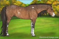 Horse Color:Buckskin Sabino Rabicano Brindle